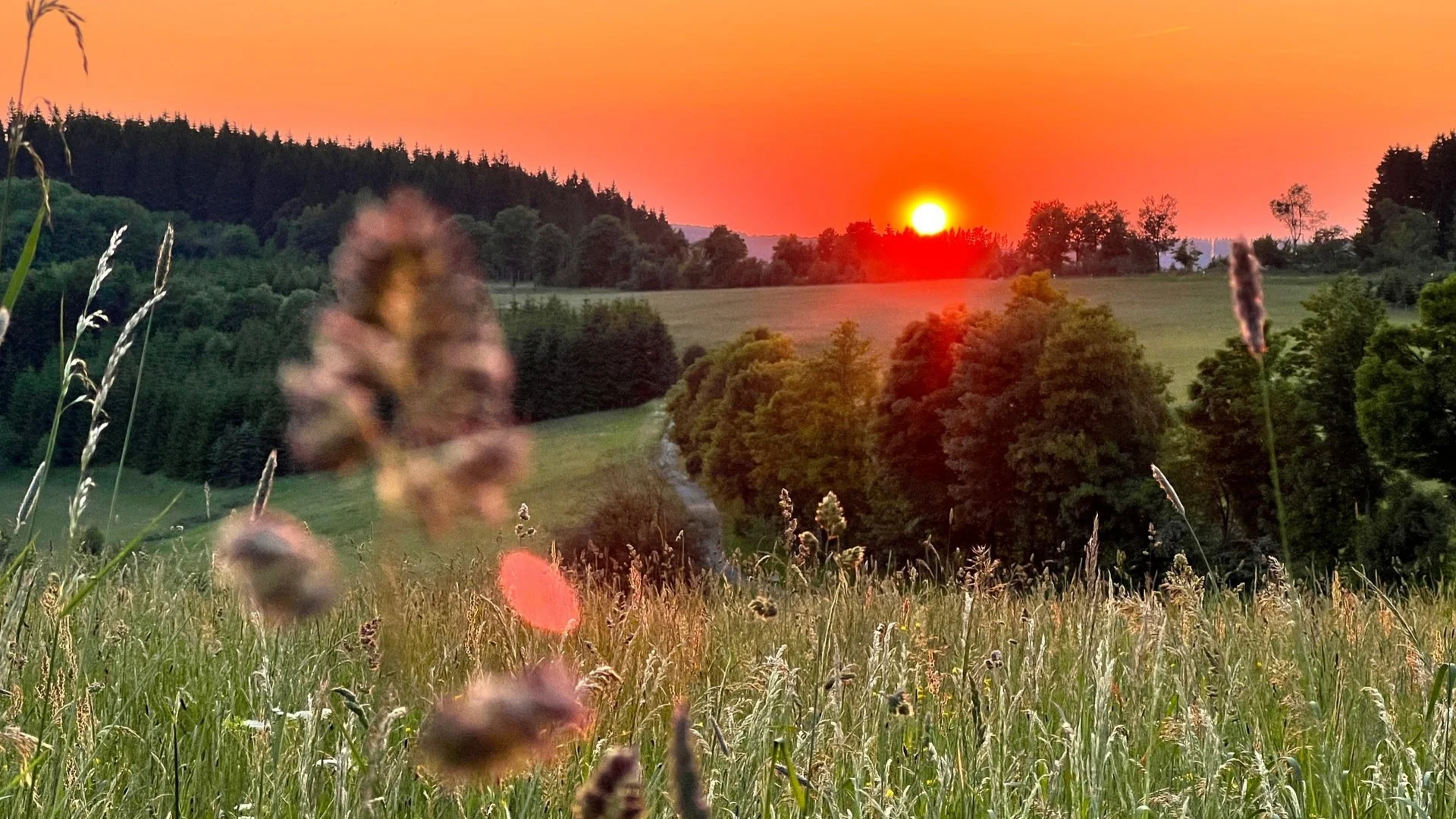 Alle aus Birken in der Abendsonne Alle aus Birken in der Abendsonne