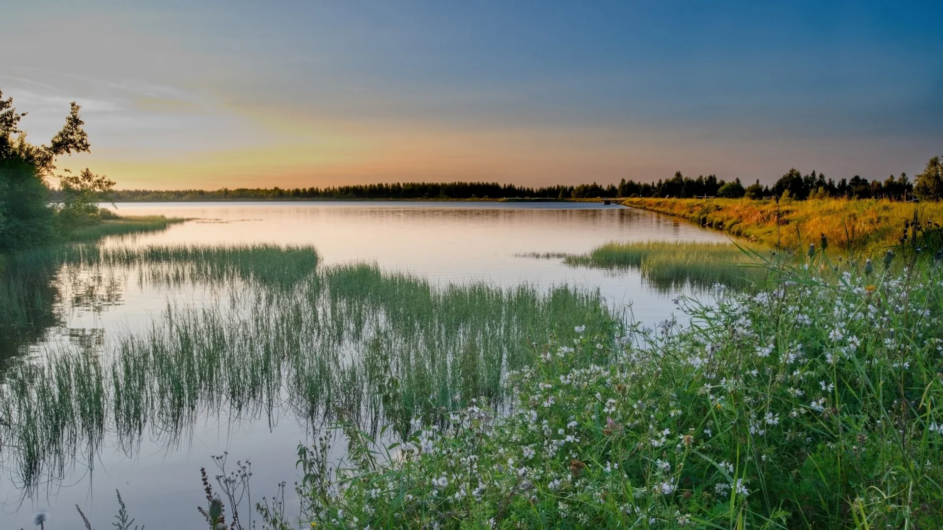 Sonnenuntergang am Großen Galgenteich Altwasser mit Blumen in der Abendsonne